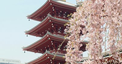 Japonia dla początkujących - kompletny przewodnik podróży po Kraju Kwitnącej Wiśni